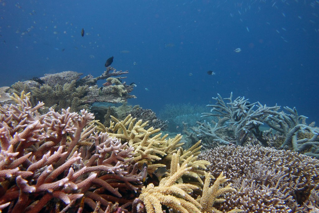 Австралия Австралия