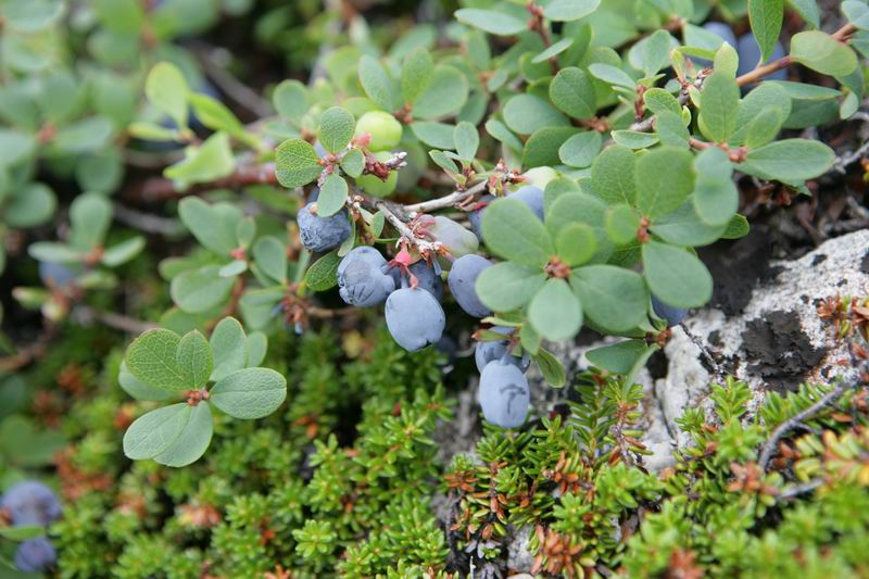 Пилот. Баренцево (13-19.08.07). Пилот. Баренцево (13-19.08.07).