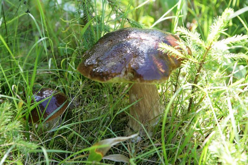 Пилот. Баренцево (13-19.08.07). Пилот. Баренцево (13-19.08.07).