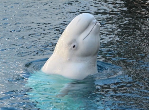 белуха