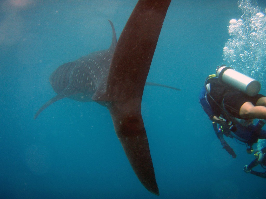 Мальдивы, октябрь 2014 Мальдивы, октябрь 2014