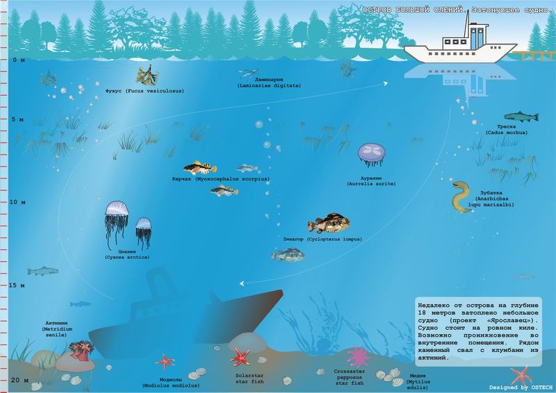 Нереис. Схемы мест погружений. Нереис. Схемы мест погружений.