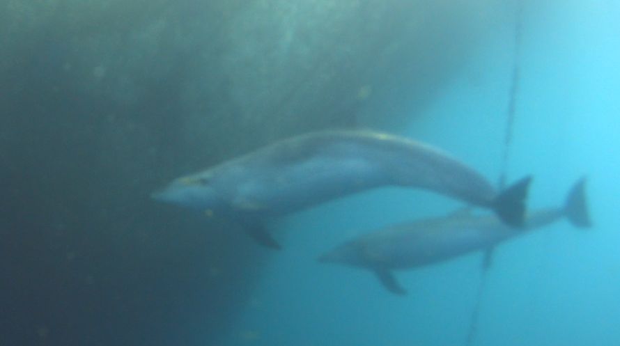 Дельфины на Калимносе