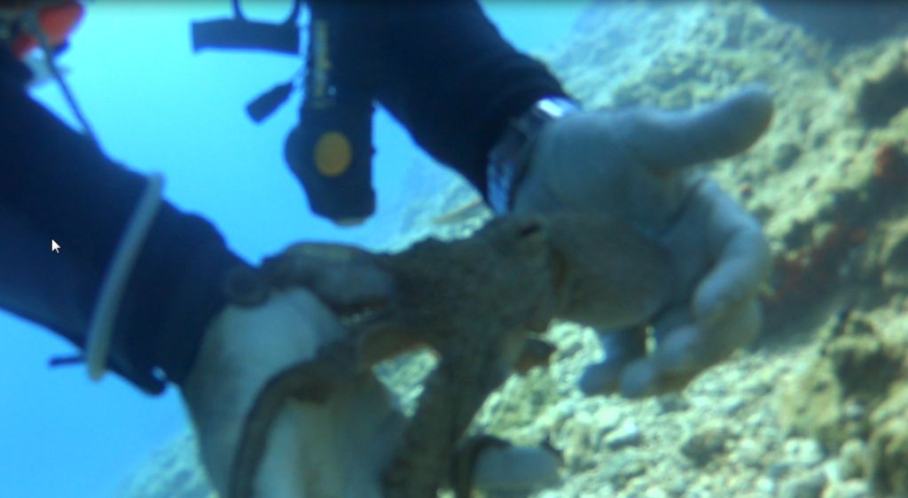 Осьминог Осьминог