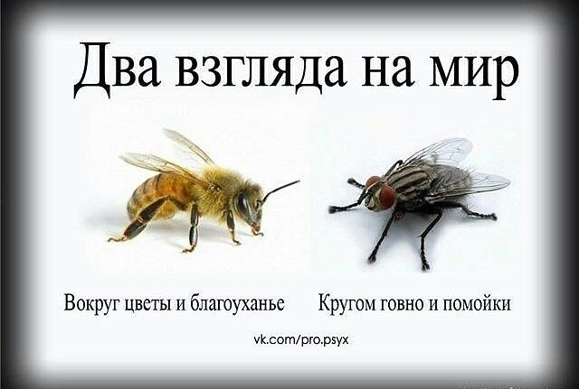 Мухи