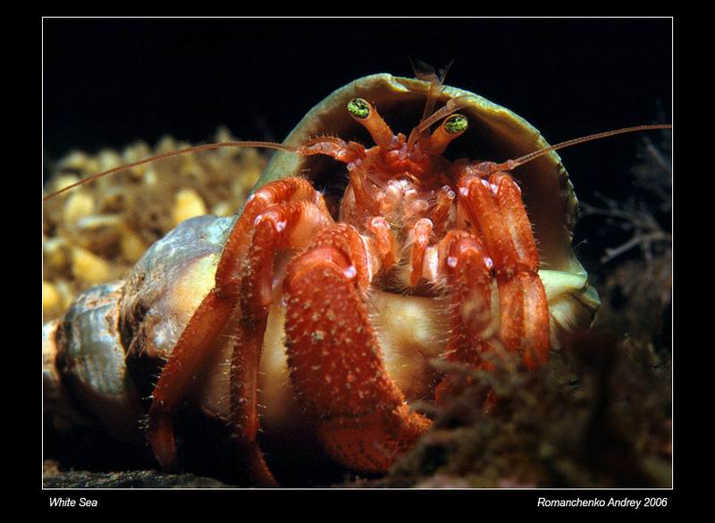 Ты кто...? Ты кто...?