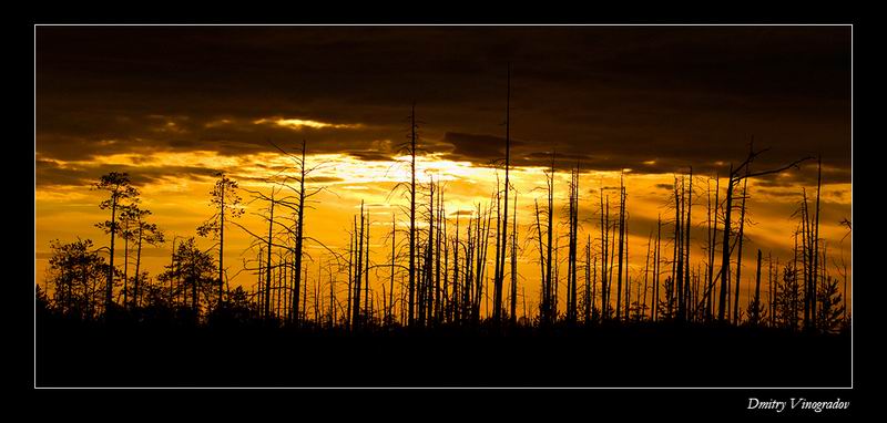 Dead wood.