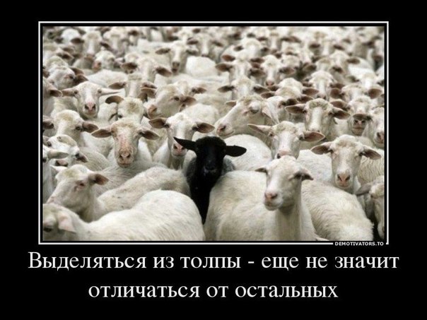 Бараны
