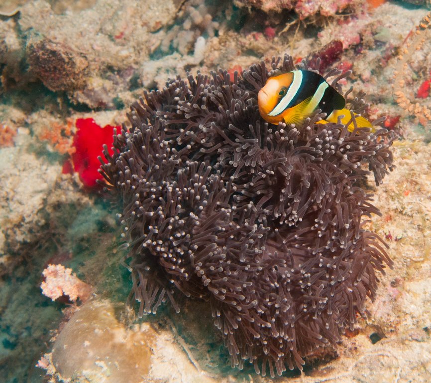 мальдивы 2015 мальдивы 2015