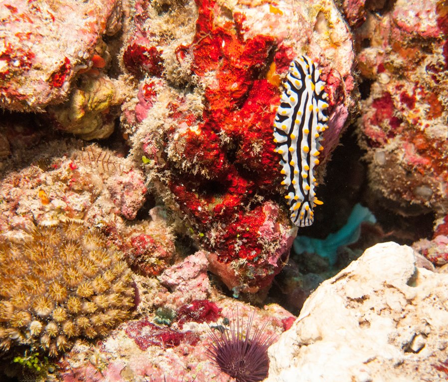 мальдивы 2015 мальдивы 2015