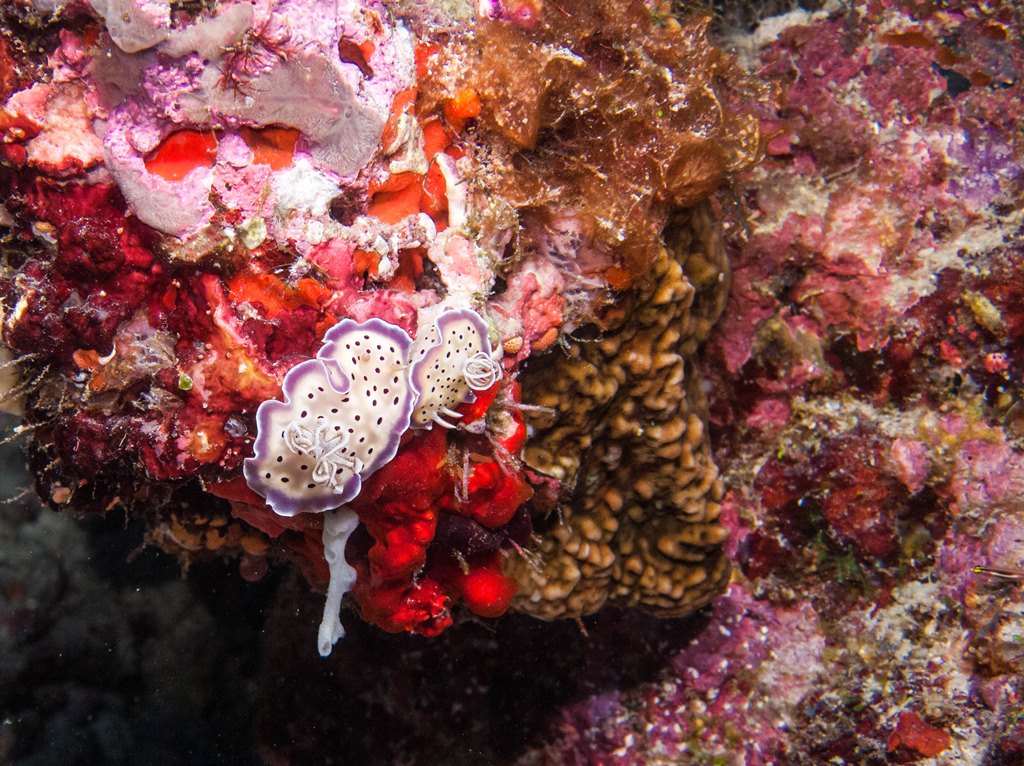 мальдивы 2015 мальдивы 2015