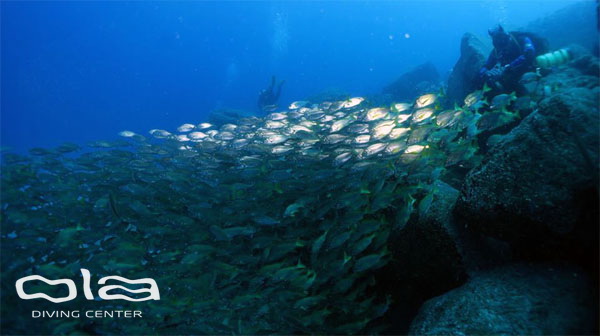 Roncadores of Pal Mar wall