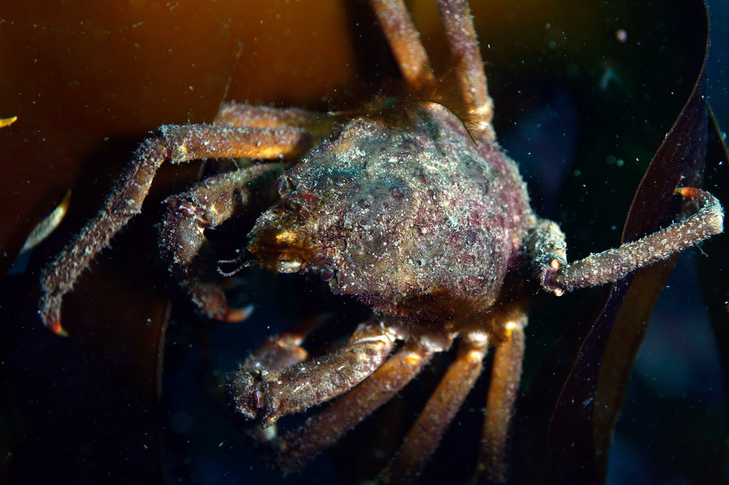 Ведехин 8.03.2015 Баренцево Ведехин 8.03.2015 Баренцево