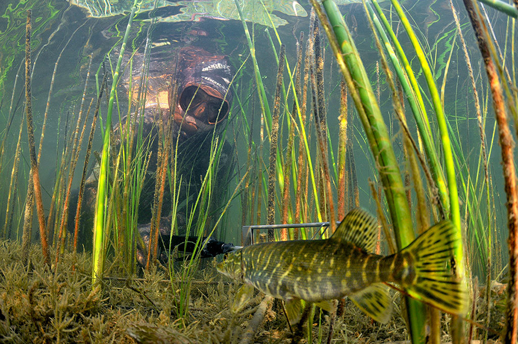 Бушафест 2015. Человек-легенда. Бушафест 2015. Человек-легенда.