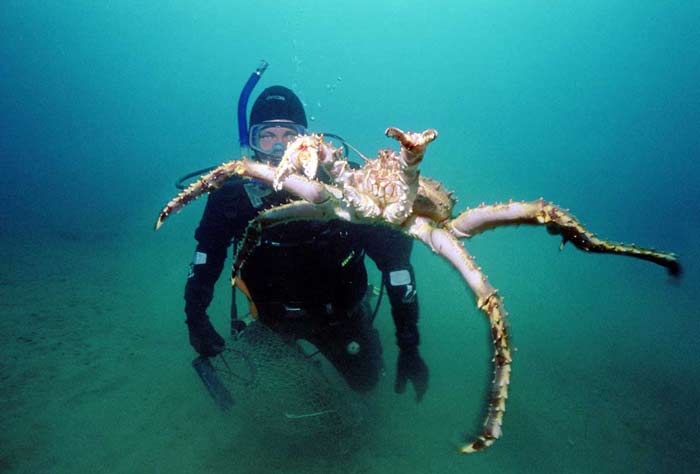 jer_krab5 jer_krab5