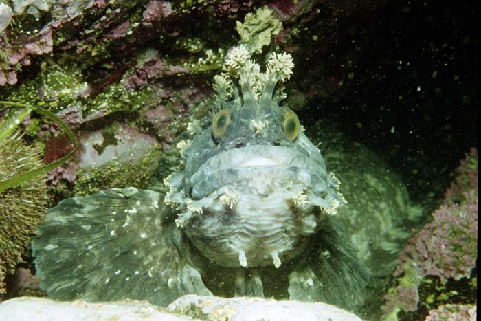 sobachka12 sobachka12