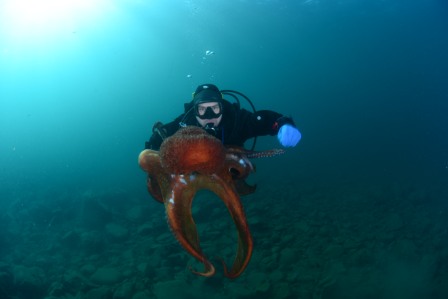 Осьминог Смычка1 Осьминог Смычка1