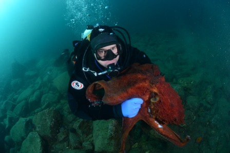 Осьминог Смычка 3 Осьминог Смычка 3