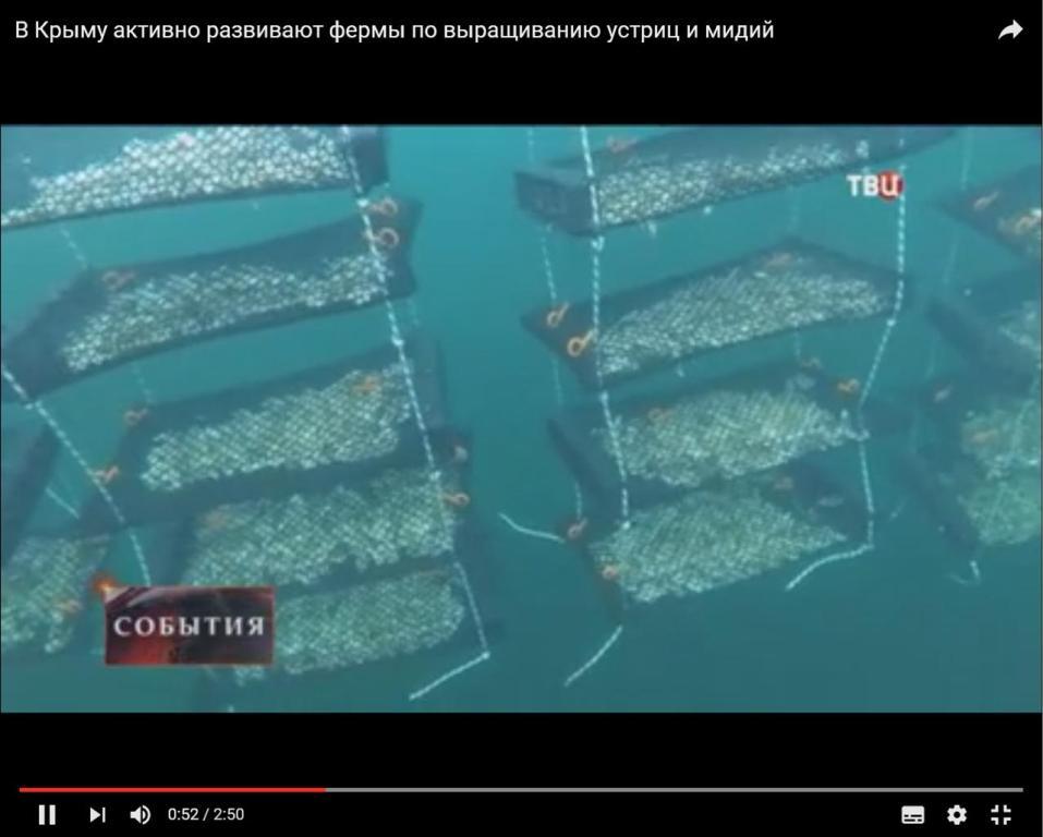 Устричная ферма в Крыму Устричная ферма в Крыму