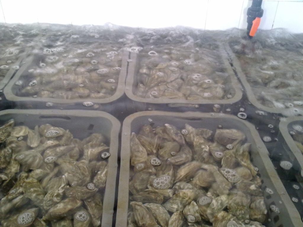 Марокко Марокко