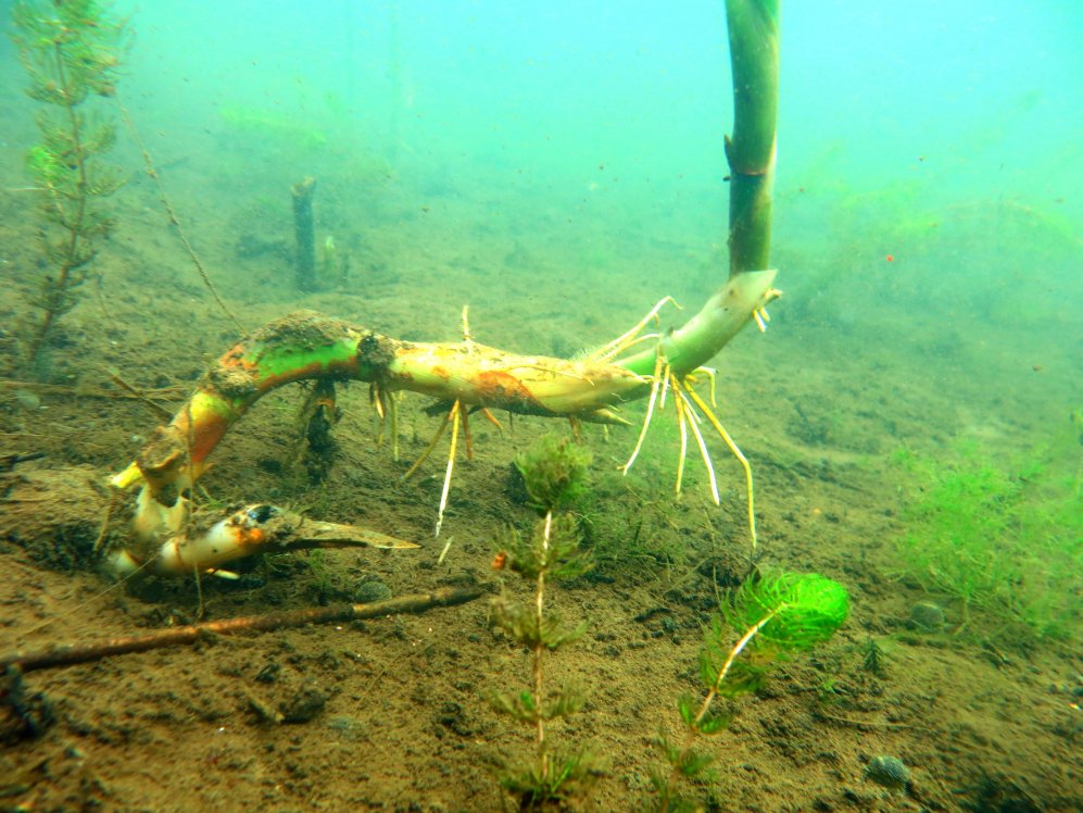 Орловский карьер Орловский карьер