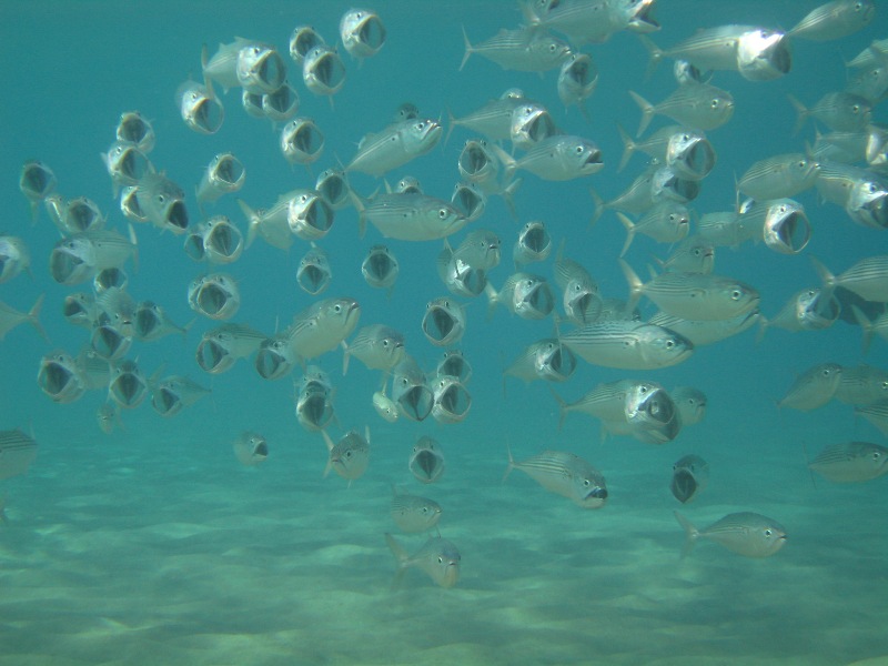 Бухта Наама-Бэй Бухта Наама-Бэй