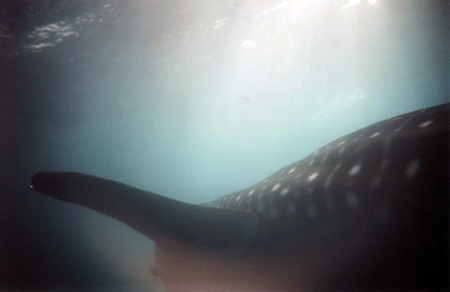 И еще акула И еще акула