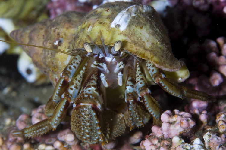 Картеш в Норвегии 28.10 – 02.11. Макро. Картеш в Норвегии 28.10 – 02.11. Макро.