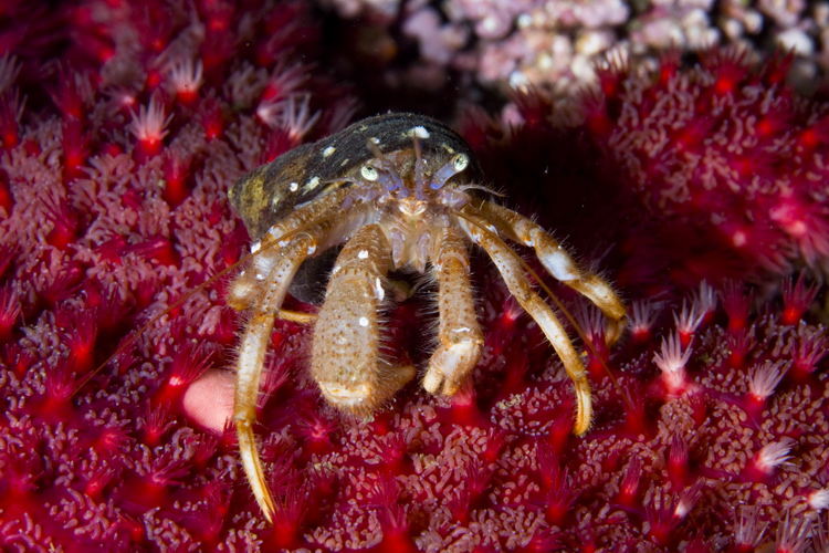 Картеш в Норвегии 28.10 – 02.11. Макро. Картеш в Норвегии 28.10 – 02.11. Макро.