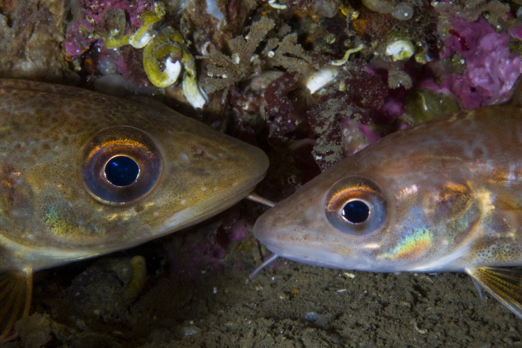 Картеш в Норвегии 28.10 – 02.11. Макро. Картеш в Норвегии 28.10 – 02.11. Макро.