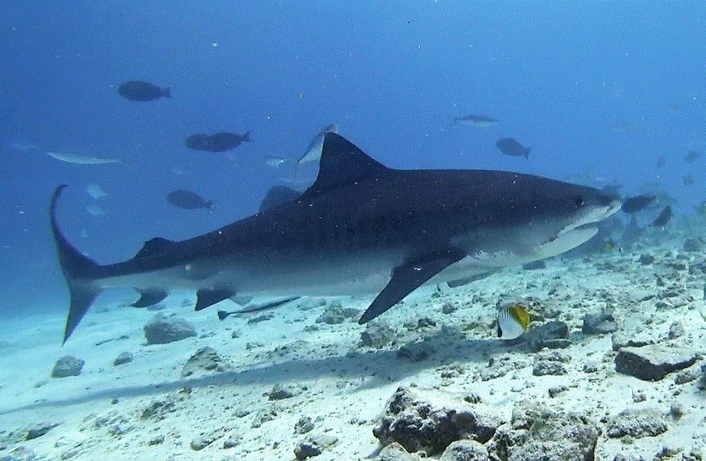 Тигровая акула Тигровая акула