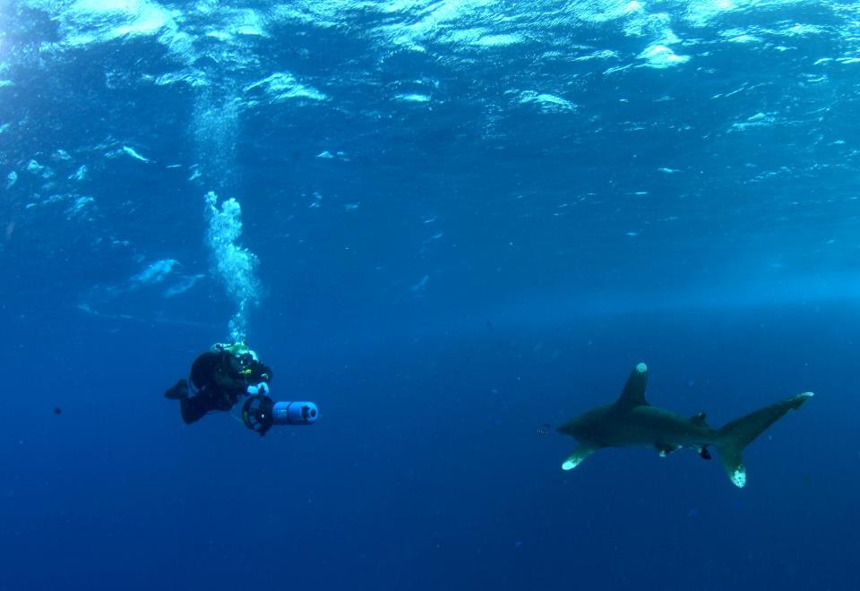 Лонгиманус Лонгиманус