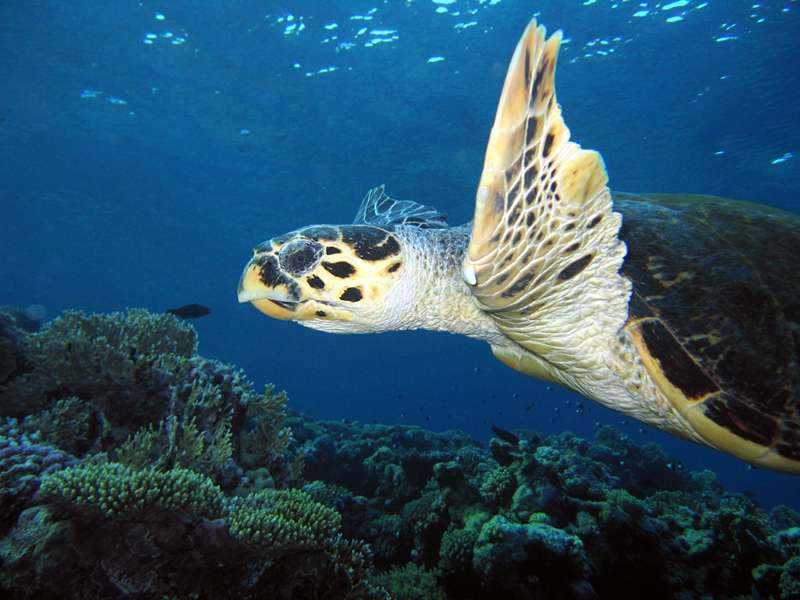 зарисовки из шарма зарисовки из шарма