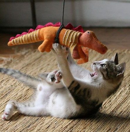 croko
