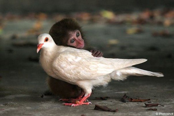 peace