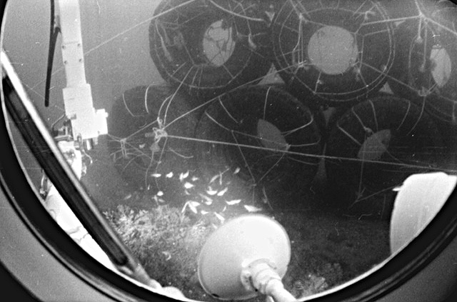 Искусственный риф на Черном море Искусственный риф на Черном море