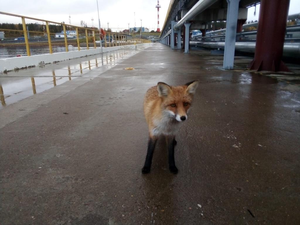 Лиса на причале в Приморске