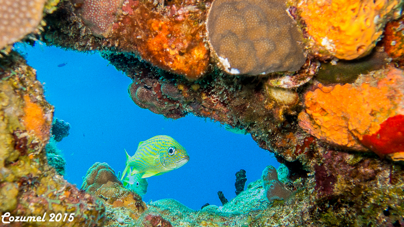 Cozumel 2015 Cozumel 2015