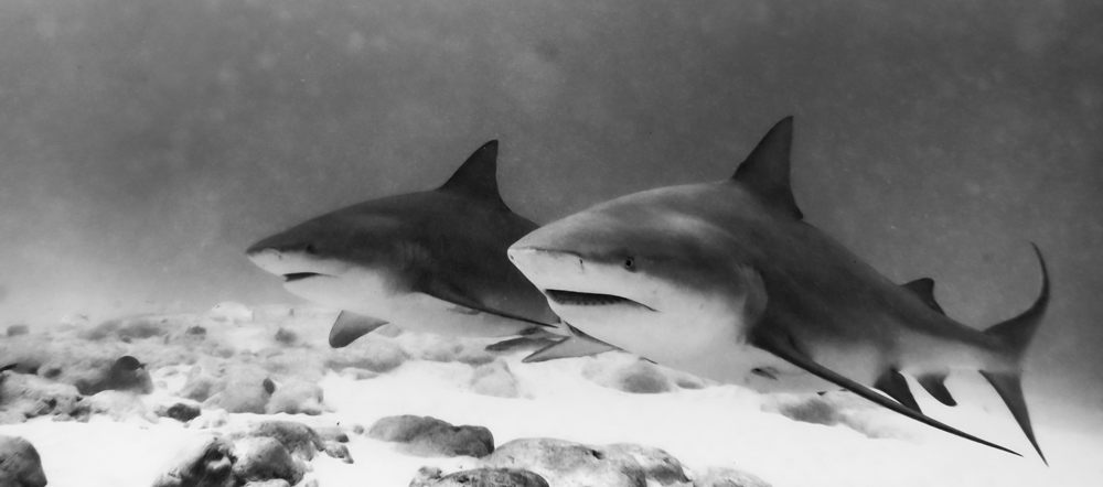 Cozumel 2022 Cozumel 2022