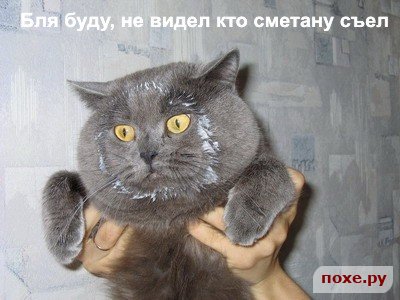 pavlin mavlin