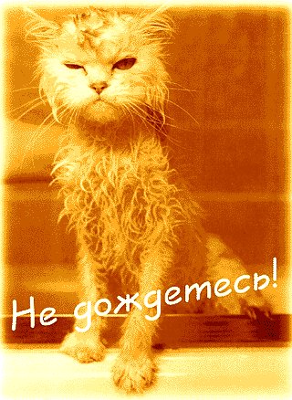 ne dozdetes