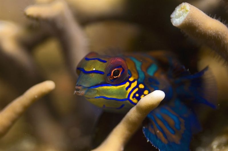 mandarin