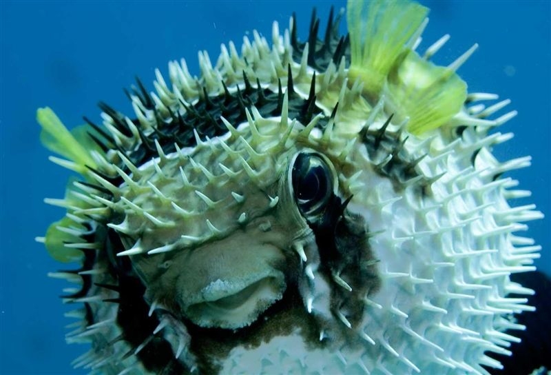 puffer