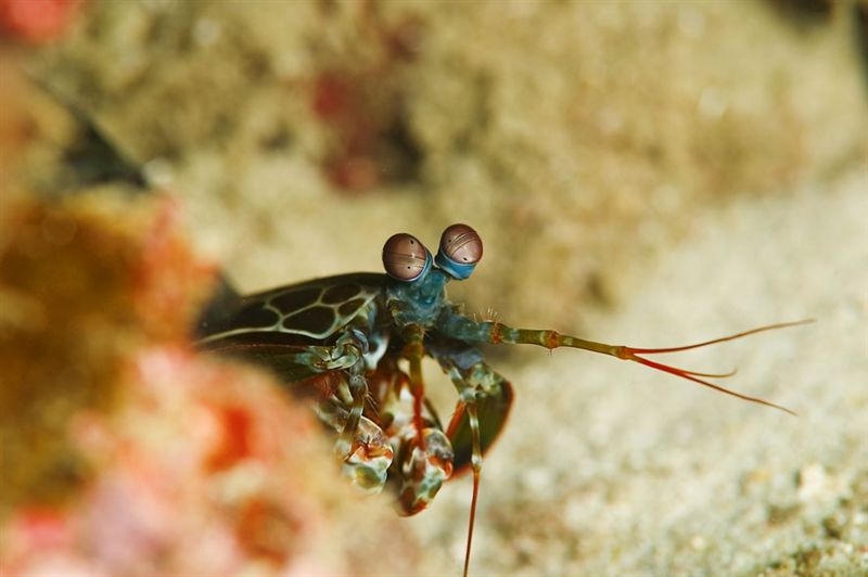 shrimpmantis