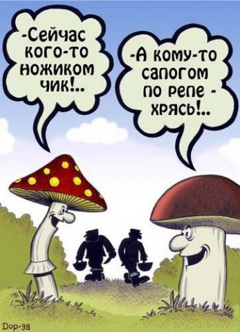 nozichkam