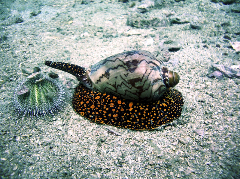 Сиамский залив 2007 г. Сиамский залив 2007 г.