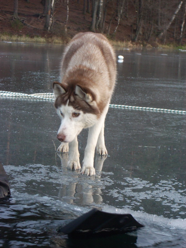 Марченково НГ 2007