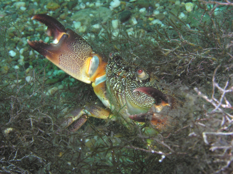 Чёрное море, отшельник