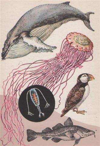 Баренцево 3 Баренцево 3