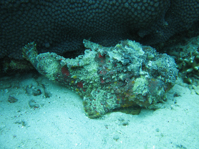 Рыба - камень Рыба - камень